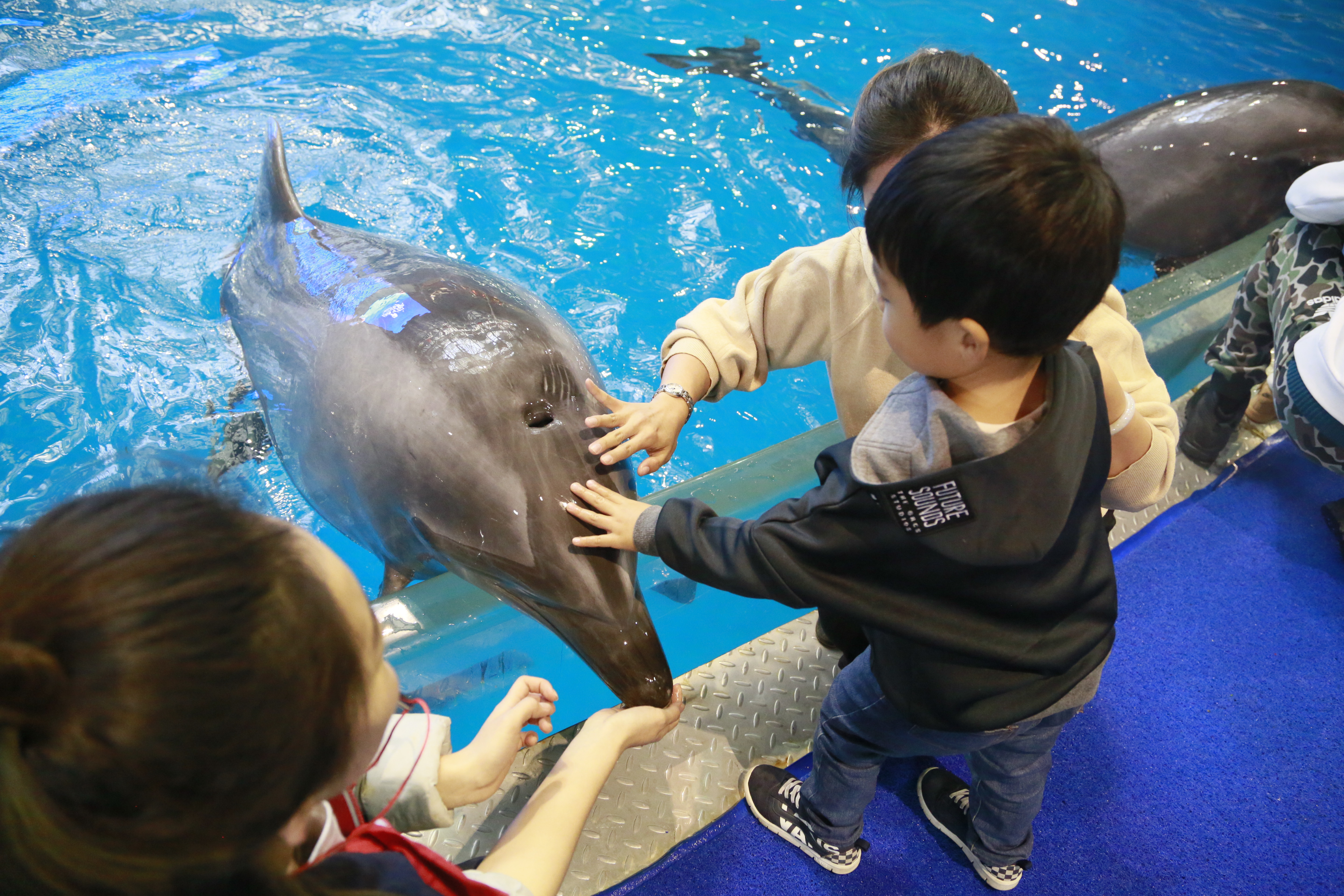 与海豚零距离接触,感受奇妙魔法实验,完成专属宝贝的"海洋第一课"!