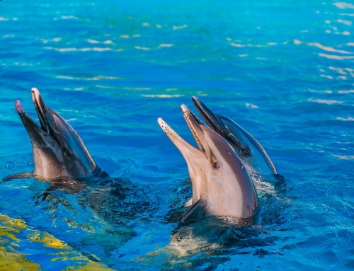 以爱之名，陪你到老，母亲节去哪玩？不夜城多重惊喜等你来！