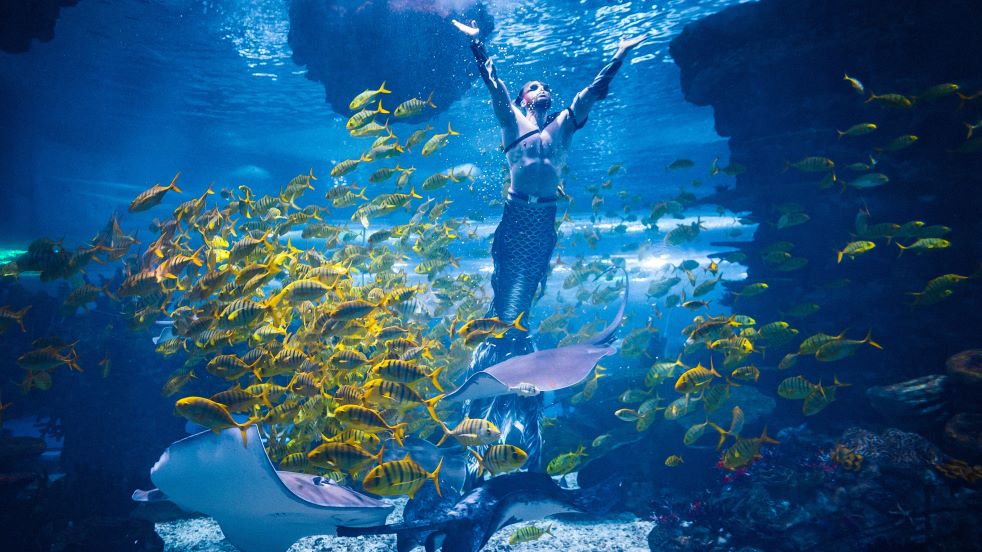 2c94ba5b271e19c537c9b6f53bdaba5(1)