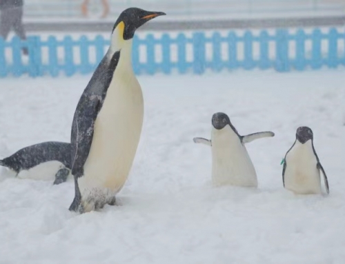 呆萌！| 企鹅外出看雪景开心地满地撒欢