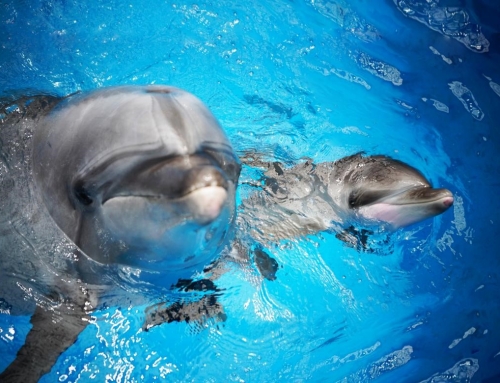 华北第一只小海豚“九贝” 五一上演母子首秀