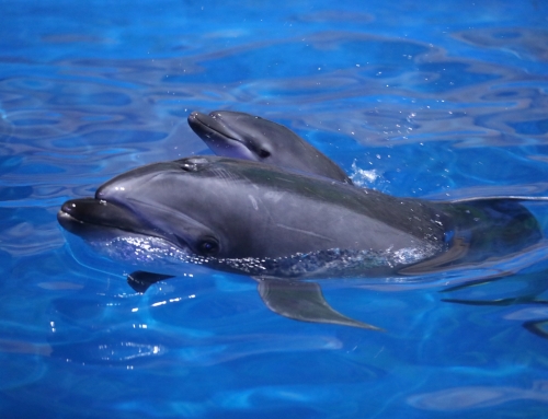 2022年国内首只宽吻小海豚在武汉海昌顺利诞生