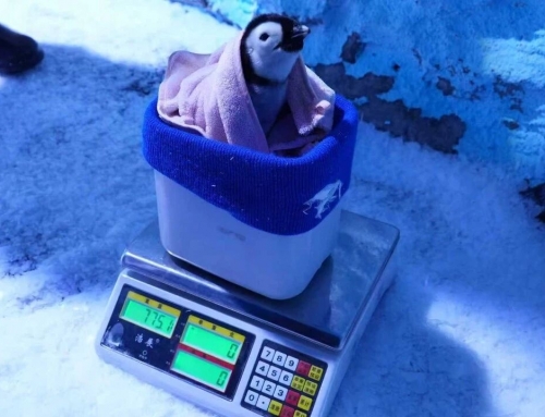 帝企鹅夫妇喜迎“二胎”！ 郑州海昌海洋公园成功繁育的中原第二只帝企鹅宝宝迎来满月